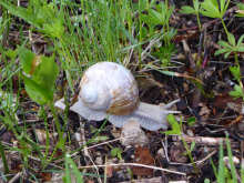 Der Fortschritt ist eine Schnecke. Das Warten auf ein gutes Bundesteilhaberecht ist lang. Das Warten hat auch dann noch kein Ende, wenn der Bundesrat dem Gesetz am Freitag zustimmt. Dann mssen wir auch in Baden-Wrttemberg an einer guten Umsetzung arbeiten.