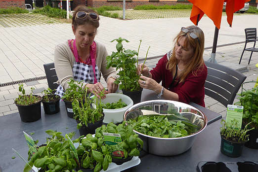 Konzentriert zupfen Monika Tresp und Helga Vazquez Unmengen von Basilikumblttern, damit das Kchenteam daraus leckeres Pesto fr alle zaubert