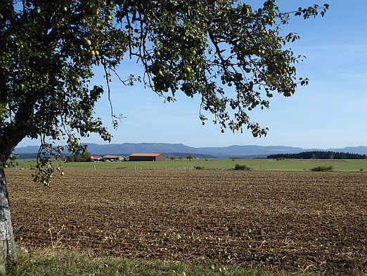 Der Panoramaweg macht seinem Namen alle Ehre: weiter Blick ber Felder und Wiesen auf die Alb